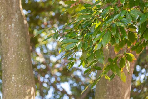 木 代表種|植木と庭木の代表種を徹底解説！【樹木の種類も紹介】